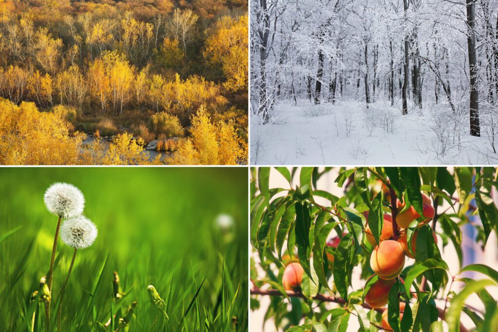 A composite of four images showing trees in the fall and winter, green grass with dandelions, and a peach tree.